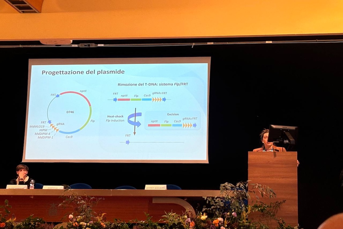 Spiegazione della creazione del plasmide per attuare il Dna editing in melo